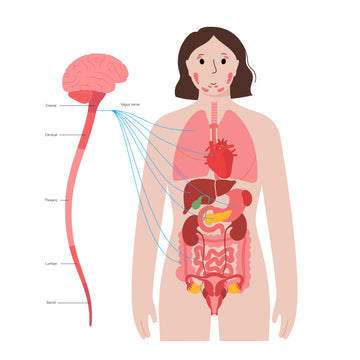 Understanding The Feminine Nervous System