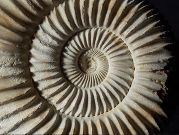 Understanding The Feminine Nervous System